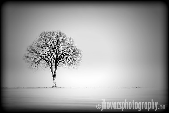 Lonely Tree